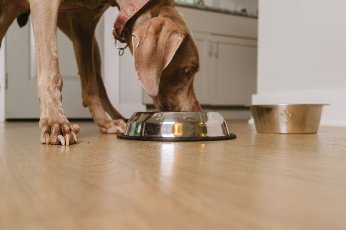 best amazon dog food