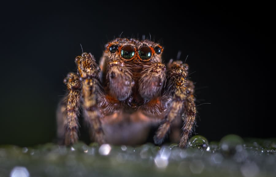 animal-arachnid-blur-macro-photography-history