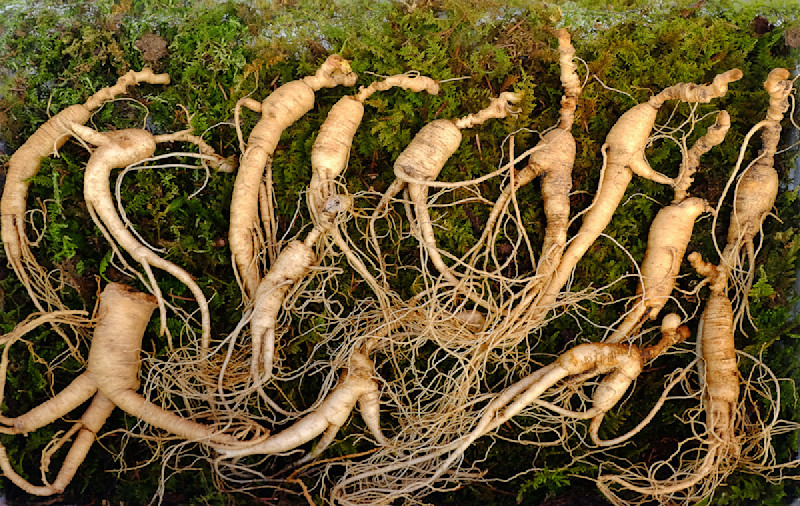 how-to-grow-ginseng