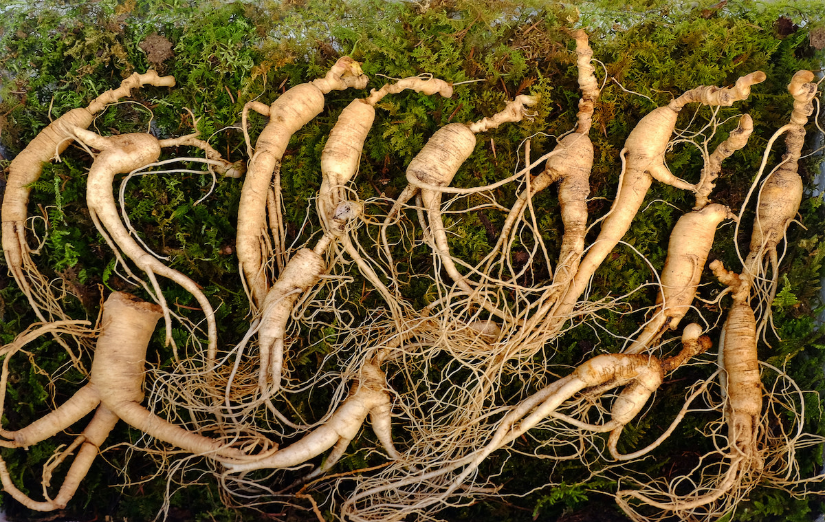 how-to-grow-ginseng