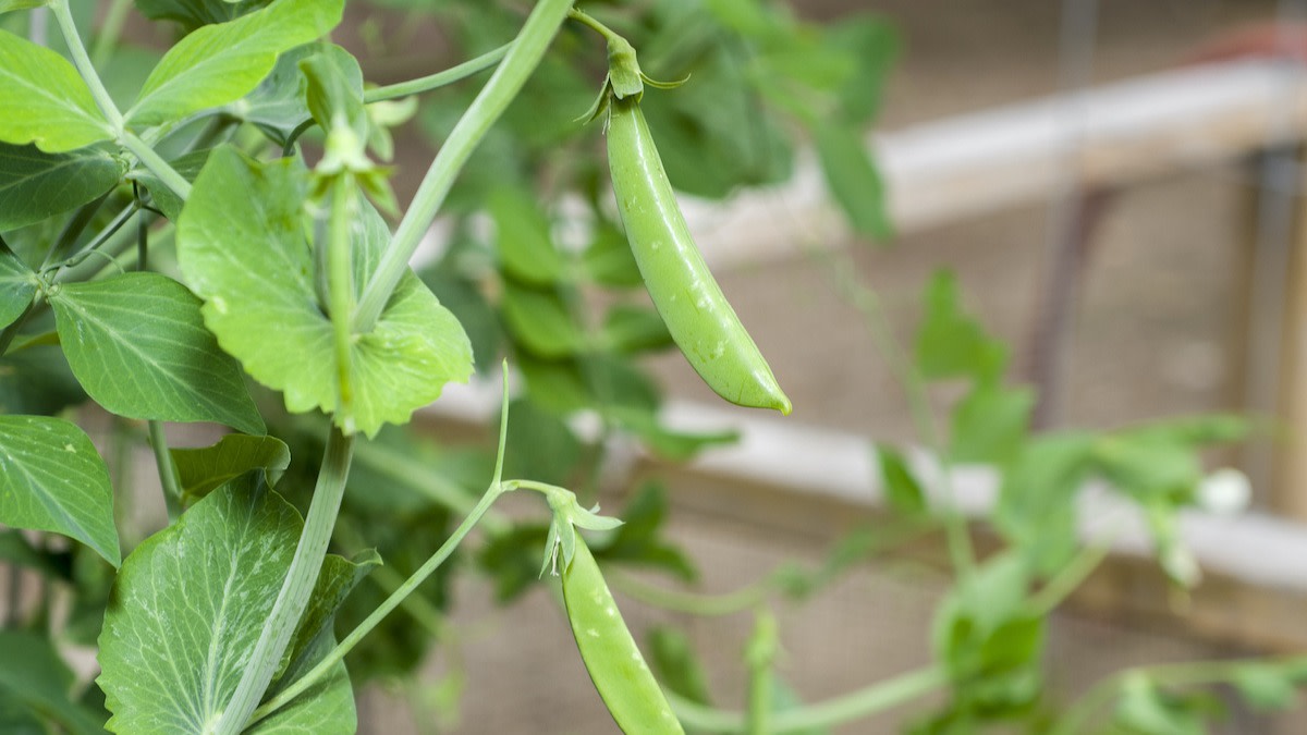 How to Plant Sugar Snap Peas in Your Garden 2022 MasterClass