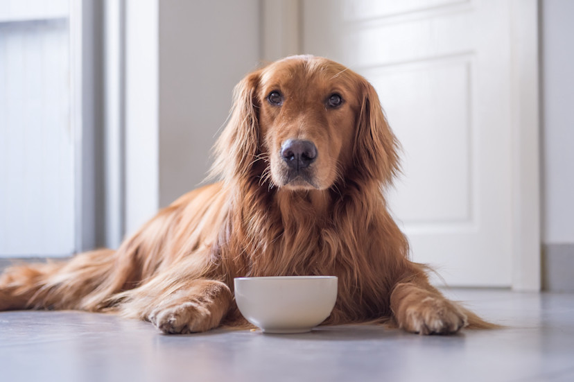 Can Dogs Eat Macadamia Nuts? 2024 MasterClass