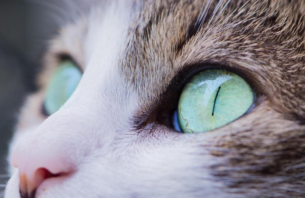 Close up on a cat's eyes