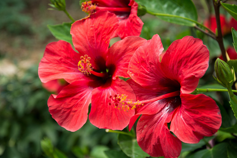 How to Prevent Hibiscus Leaves From Turning Yellow 2024 MasterClass