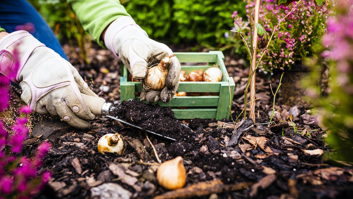 How to Store Flower Bulbs During the Winter 2022 MasterClass