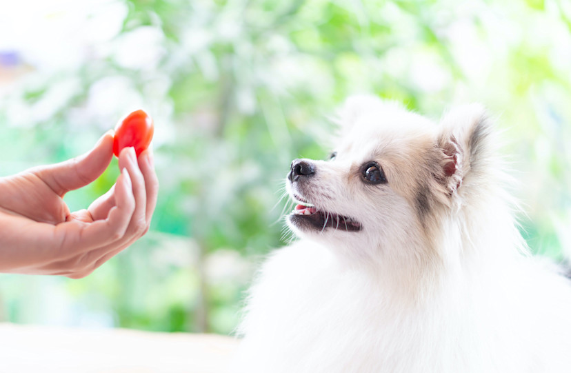 Picture of Can Dogs Eat Tomatoes? Health Benefits and Considerations - 2026 ...