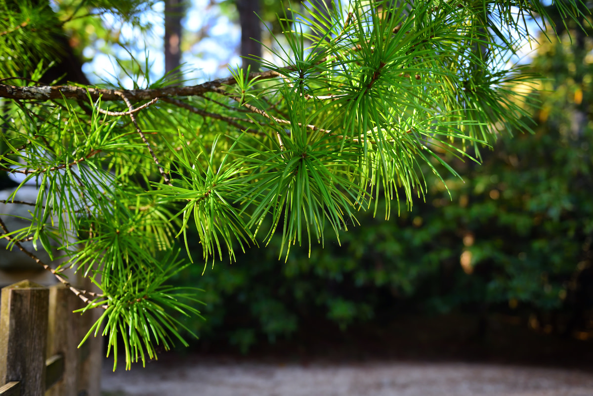Umbrella Pine 7 Tips for Growing an Umbrella Pine Tree 2022