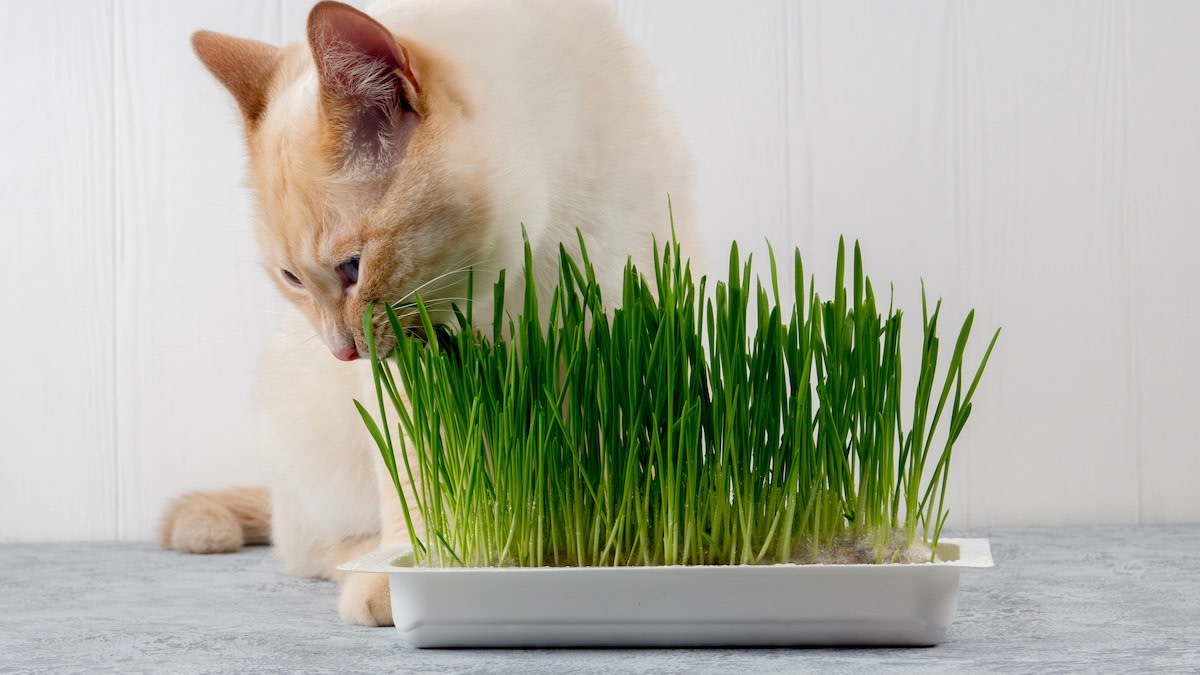 How to Grow Cat Grass 5 Care Tips for Cat Grass 2022 MasterClass