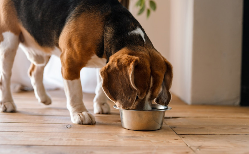 Can Dogs Eat Quinoa? Potential Benefits and Precautions 2024