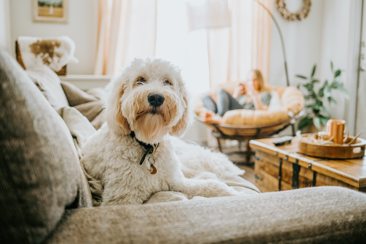 Puppy Proofing Basics for Your Home