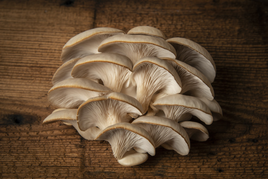 Oyster Mushrooms: How to Cook With Oyster Mushrooms - 2022 - MasterClass