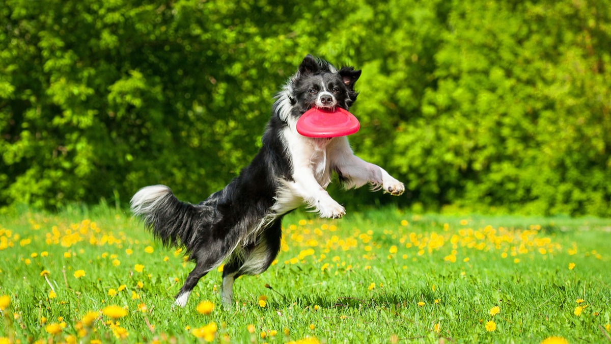 how to tire out my border collie