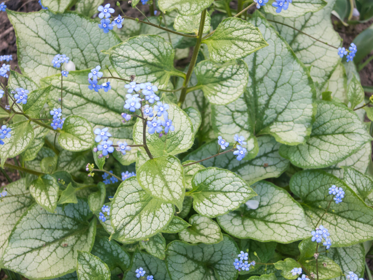 Brunnera Plant Guide: How to Grow and Care for Brunnera - 2022