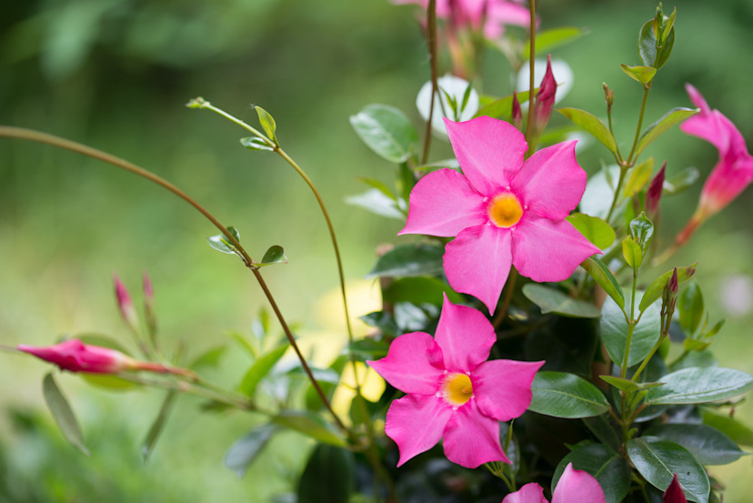 Overwintering Mandevilla How to Protect Mandevilla Flowers 2024