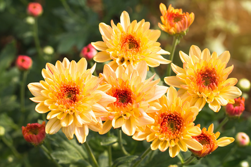 Chrysanthemum Care Guide How to Grow Chrysanthemums 2024 MasterClass