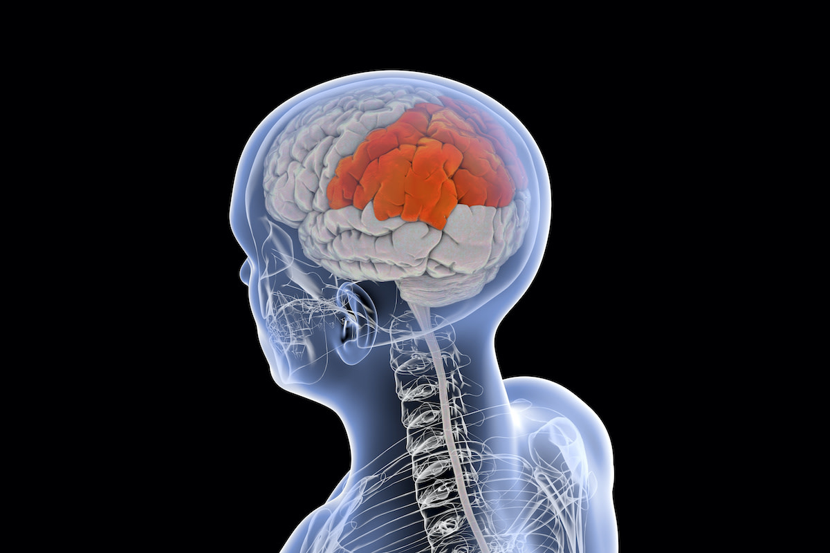 What Is the Parietal Lobe