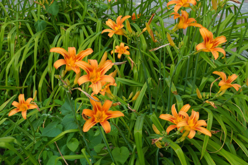 Edible Lilies 4 Parts of the Edible Flowers 2024 MasterClass