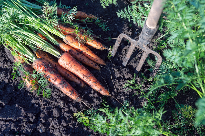 Carrots in garden