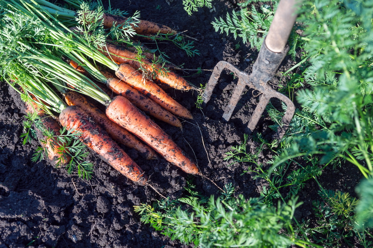 Carrots in garden