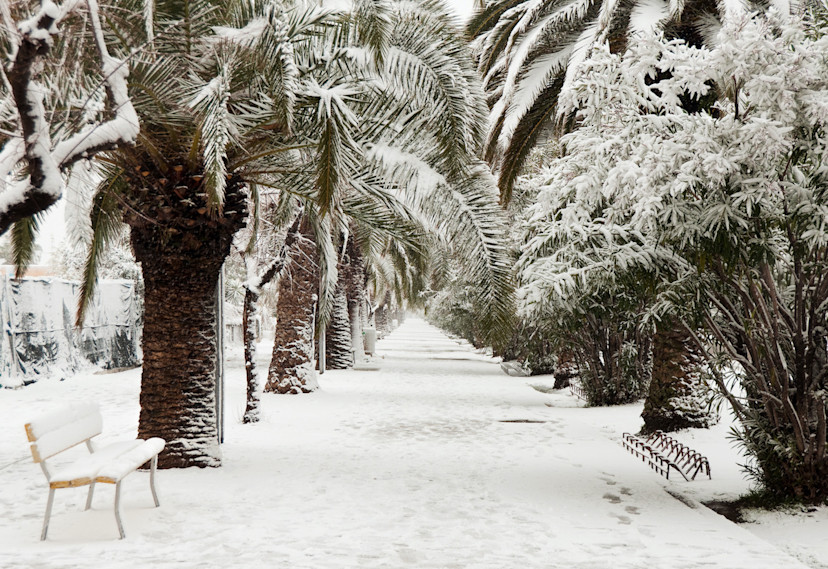 17 ColdHardy Palm Trees Palm Types That Tolerate the Cold 2024