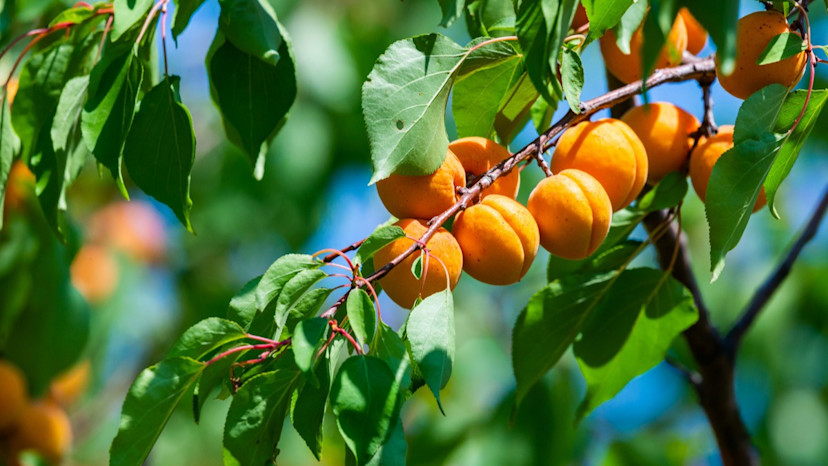 How to Grow an Apricot Tree in Your Garden - 2024 - MasterClass