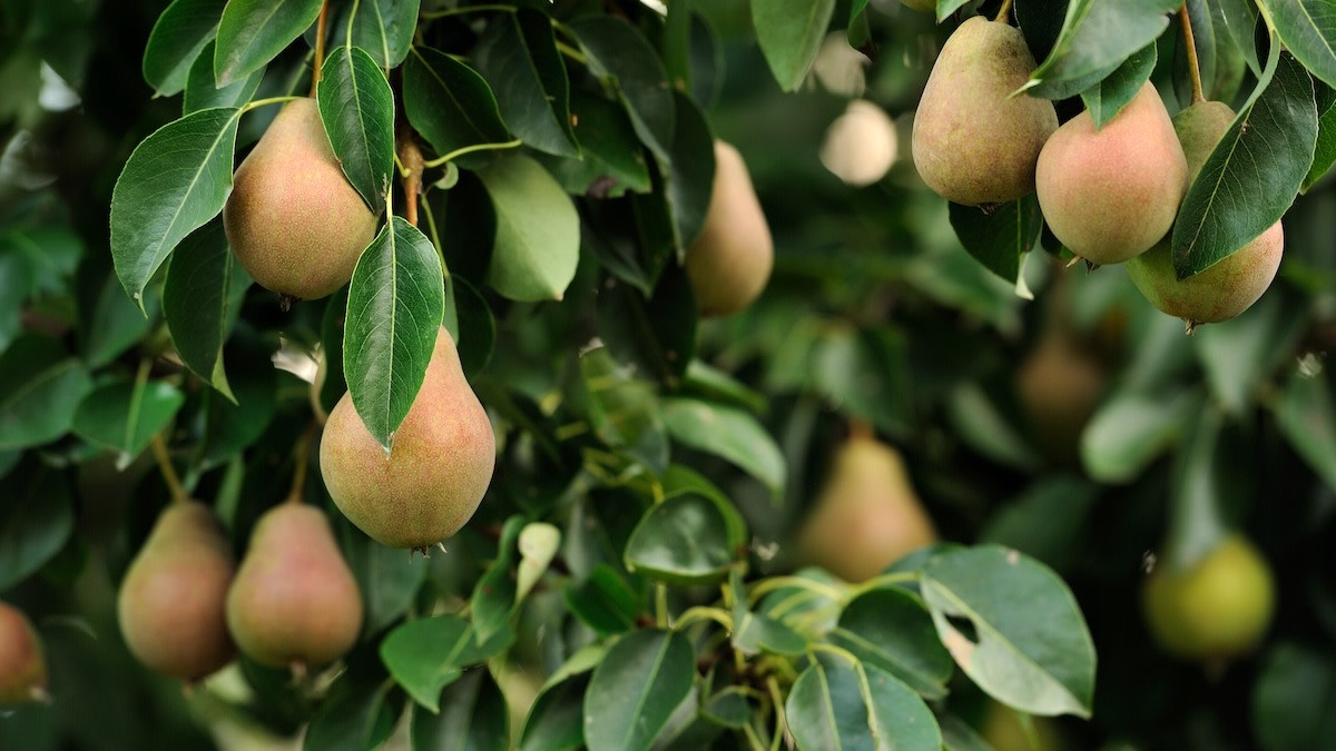 How To Grow And Harvest Pears Pear Tree Care Guide 2022 Masterclass 