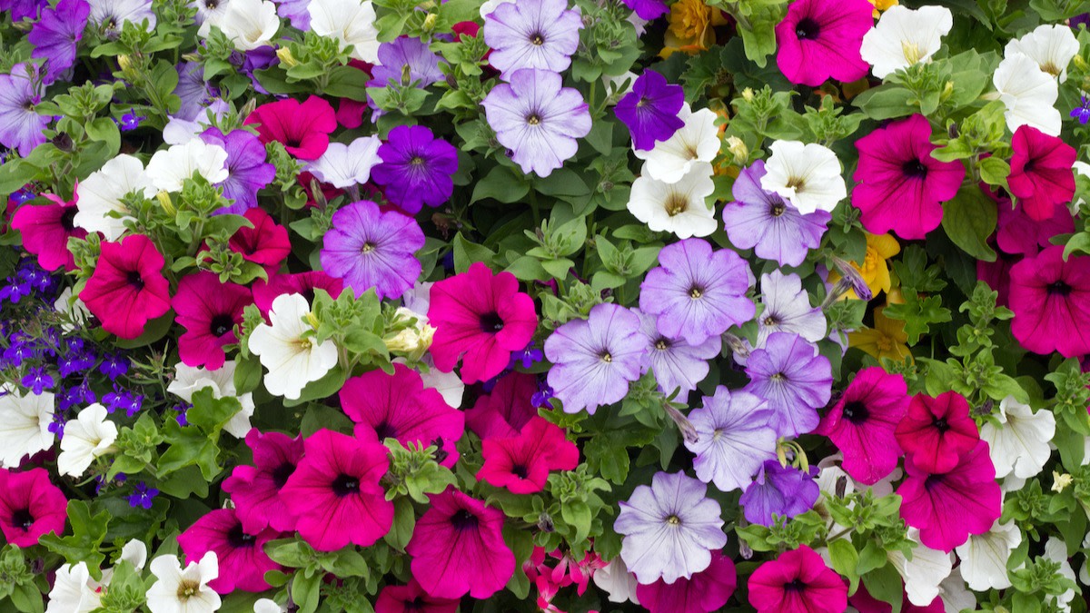 How to Deadhead Petunias Best Way to Deadhead Petunias 2022