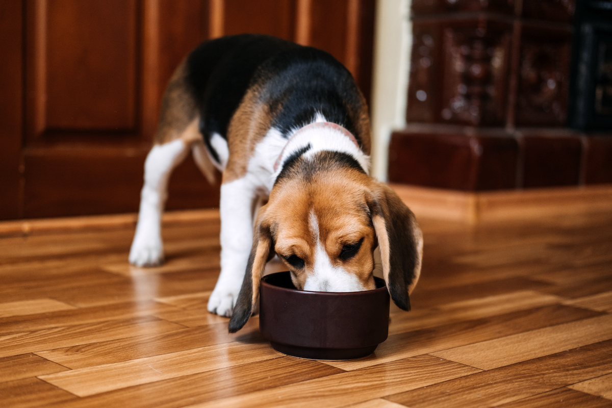 can dogs eat raw turkey bones