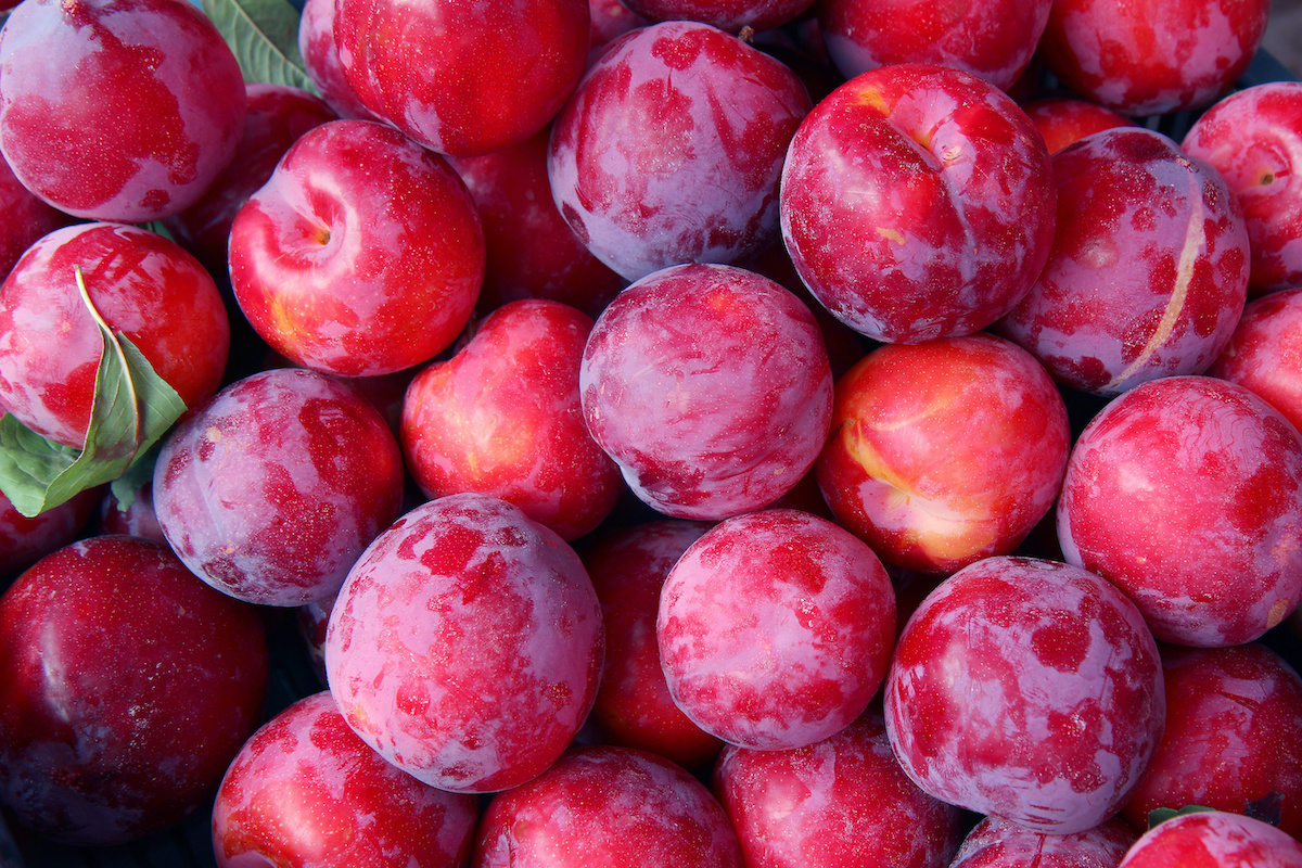 22 Types of Plums (Different Varieties) - Insanely Good