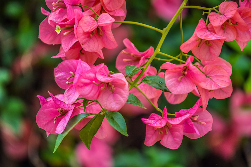 Bougainvillea Guide: How to Grow and Care for Bougainvillea 2025