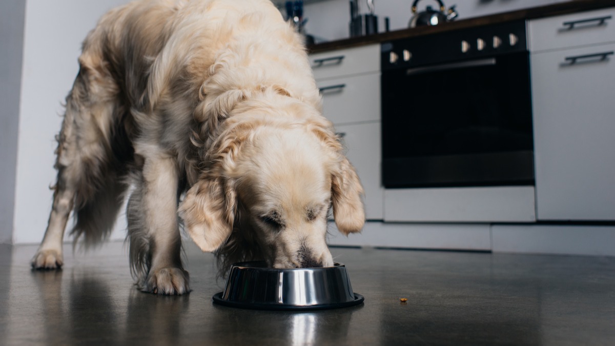 are baked beans good for dogs