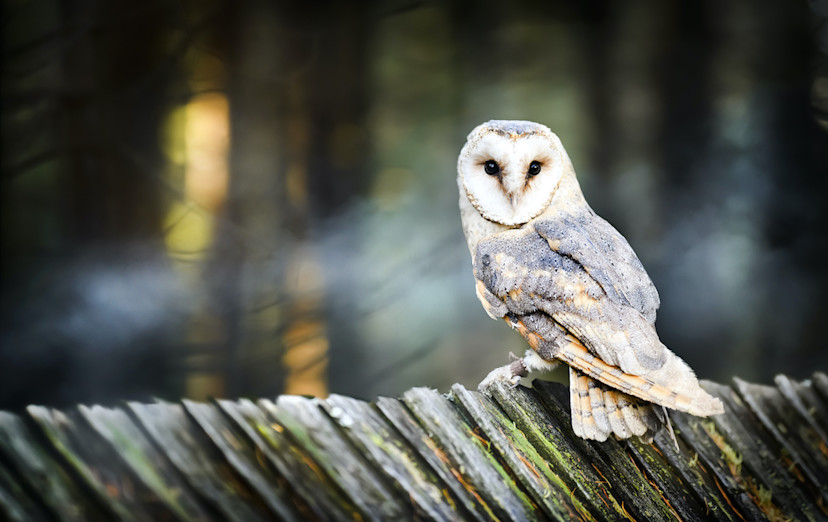 How to Attract Owls 10 Tips for Attracting Owls to Your Garden 2024