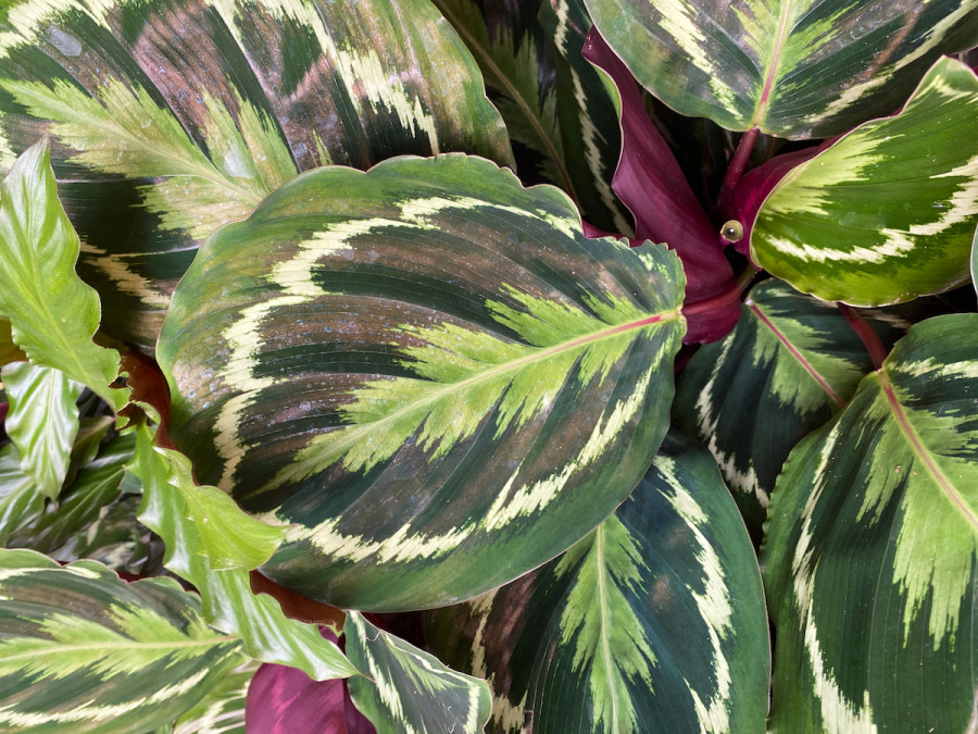 Medallion calathea Calathea Medallion