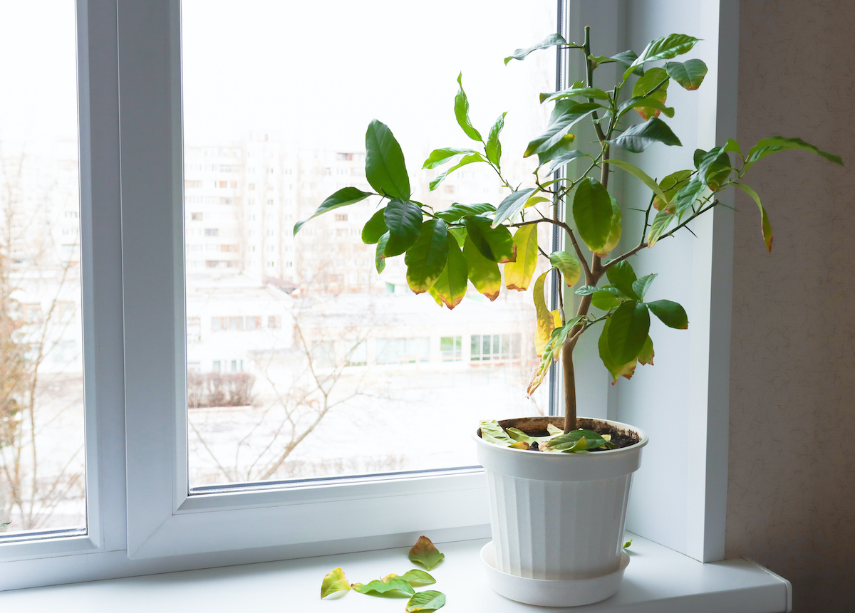 How to Fix Potassium Deficiency in House Plants: Easy Solutions