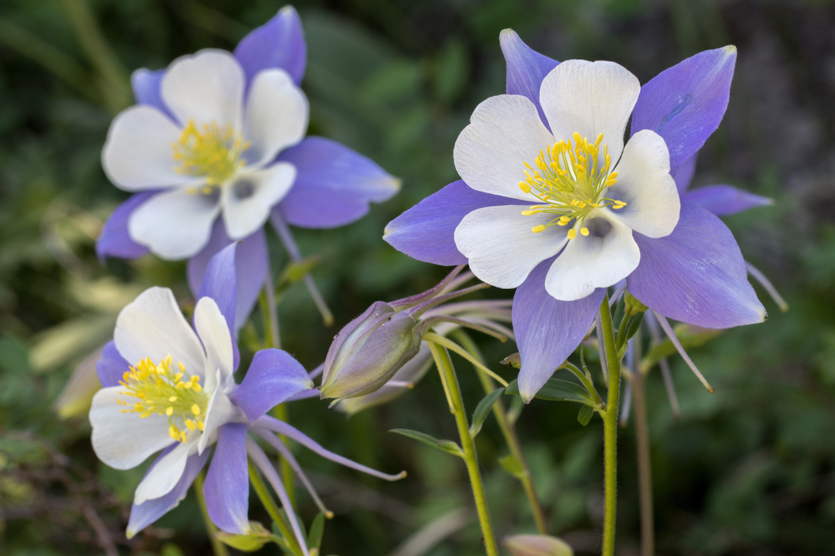 How to Grow Columbine in 5 Steps: Columbine Care Guide - 2024 - MasterClass