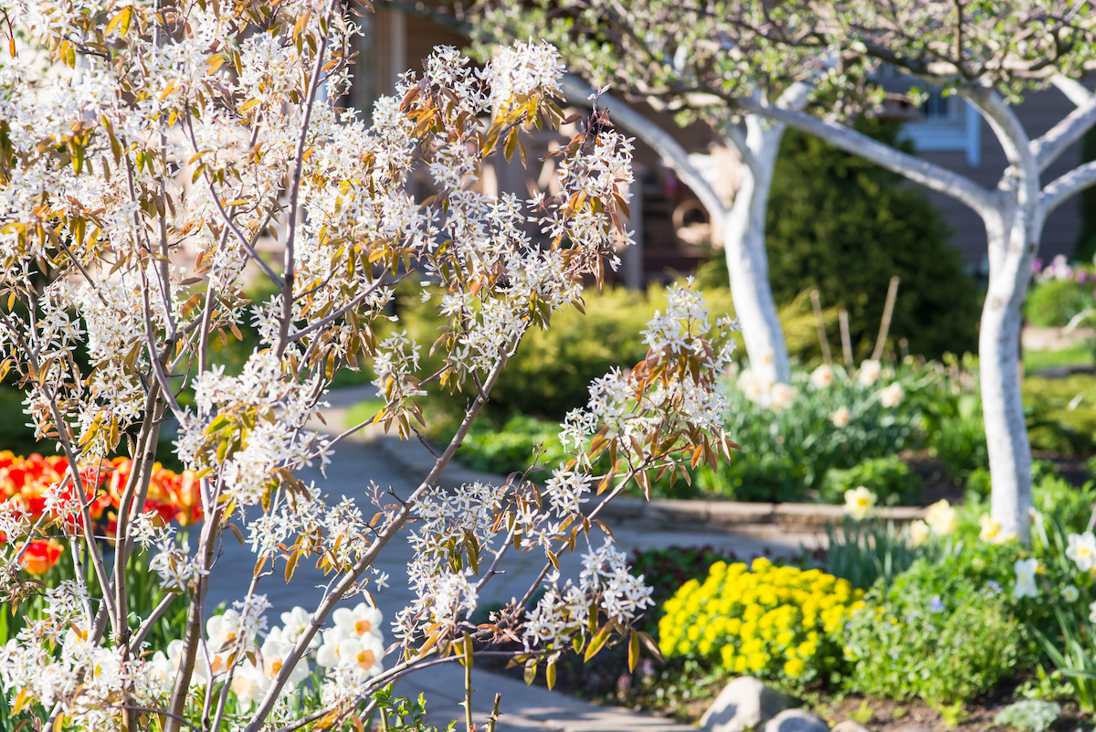 How To Grow A Serviceberry Tree In Your Backyard - 2024 - MasterClass