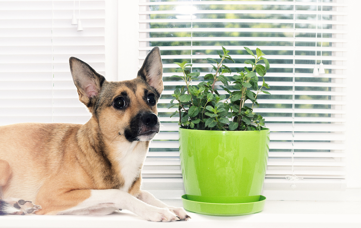 are peppermint plants bad for dogs