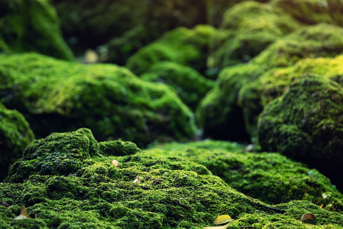 Learn how to grow moss at home