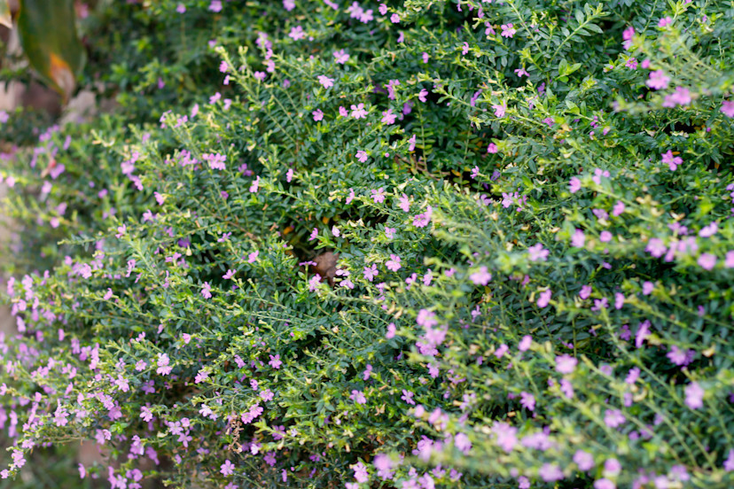 How To Plant Mexican Heather: 3 Care Tips For Mexican Heather - 2024 