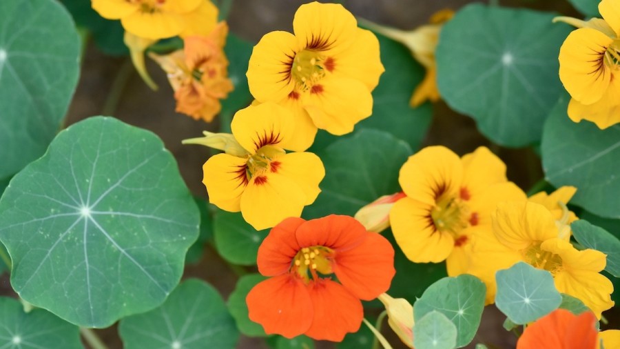 How To Grow Nasturtiums In Your Garden 2021 Masterclass