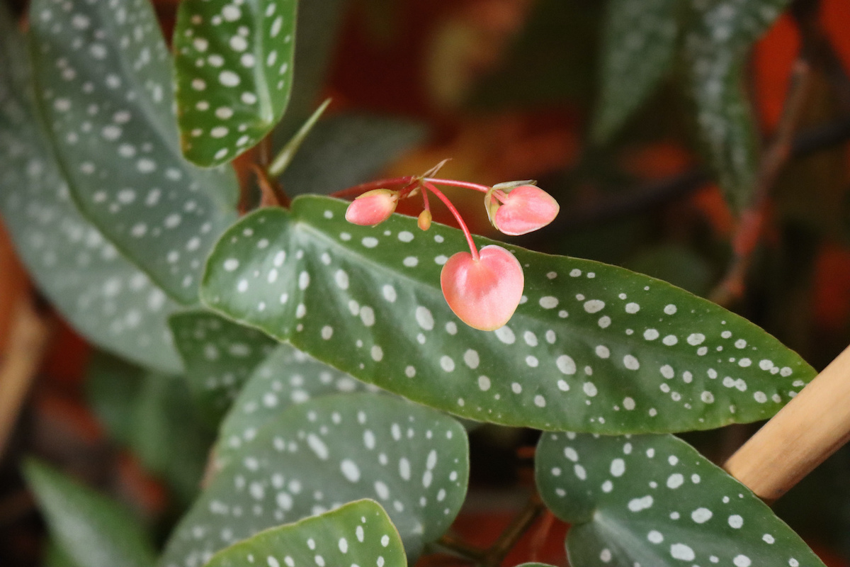 Angel Wing Begonia Care: How to Grow Angel Wing Begonias - 2023 -  MasterClass