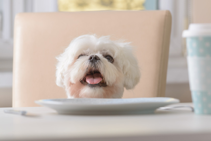 Can Dogs Eat Stuffing? 3 Reasons Stuffing Is Bad for Dogs 2024 MasterClass