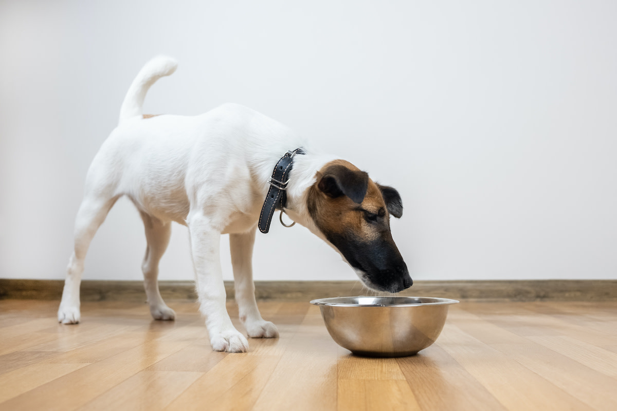 Can Dogs Eat Tapioca? Risks and Health Benefits of Tapioca - 2024 ...