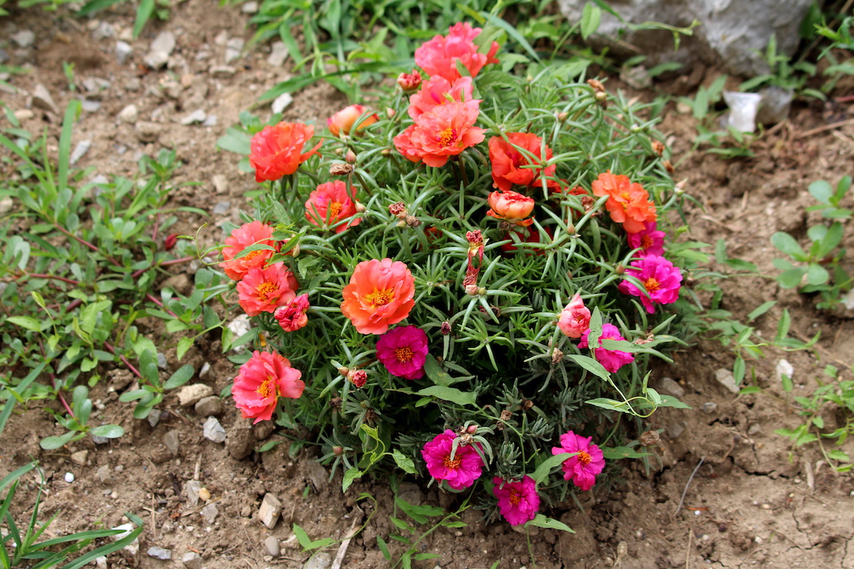 Moss Rose Care Guide: How to Grow Moss Roses - 2024 - MasterClass