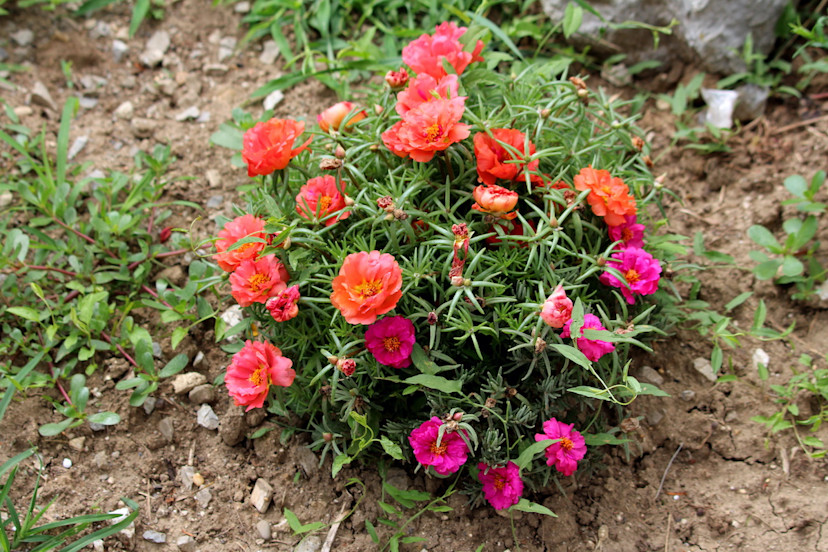 Moss Rose Care Guide How to Grow Moss Roses 2024 MasterClass