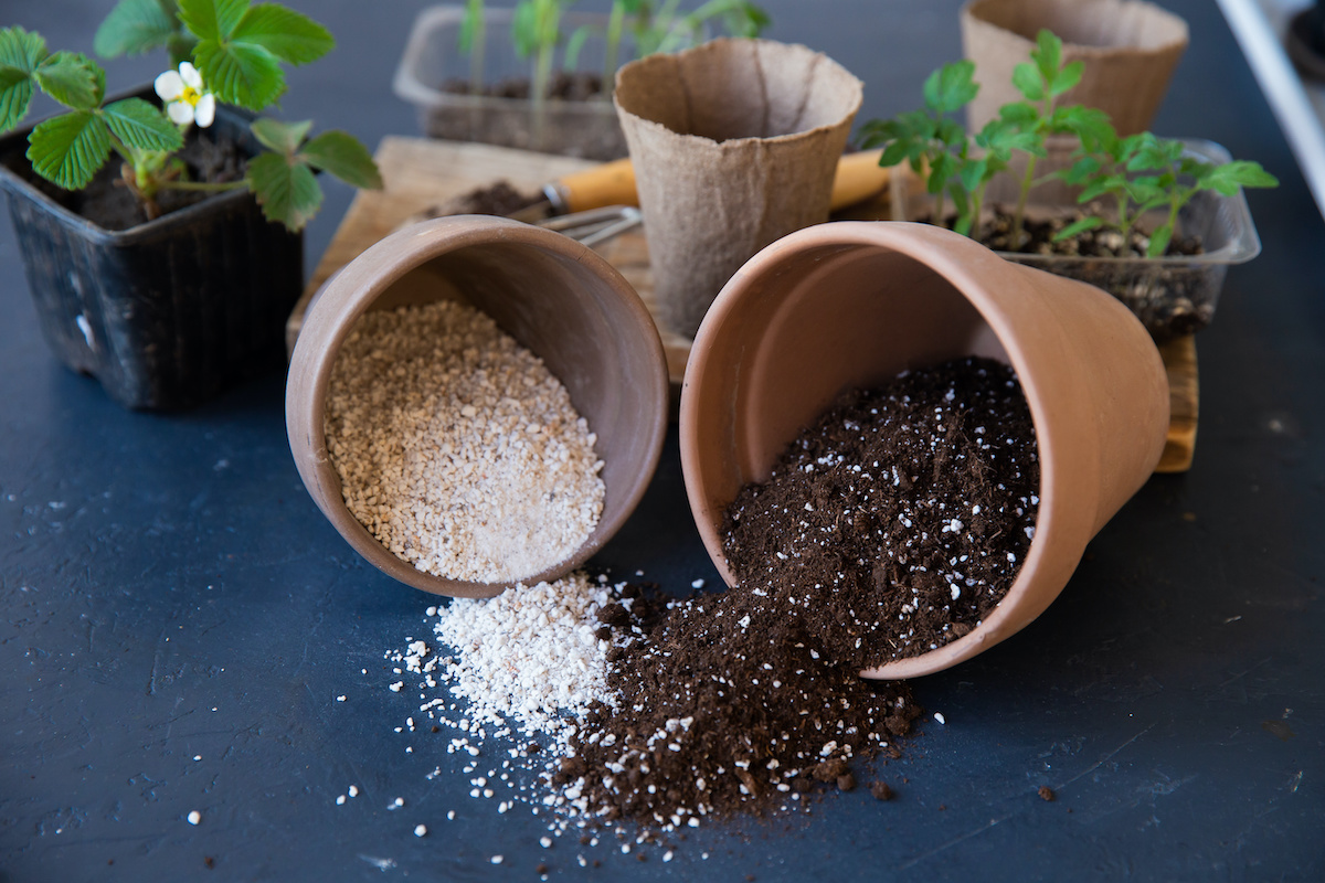 Perlite Vs Vermiculite How To Use Perlite And Vermiculite 2024   AdobeStock 336841019 