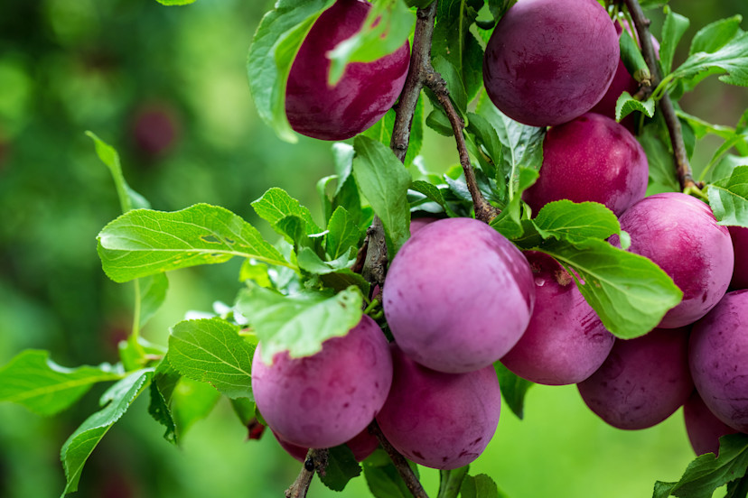 Plum Tree Guide: How to Grow and Harvest Plums - 2024 - MasterClass