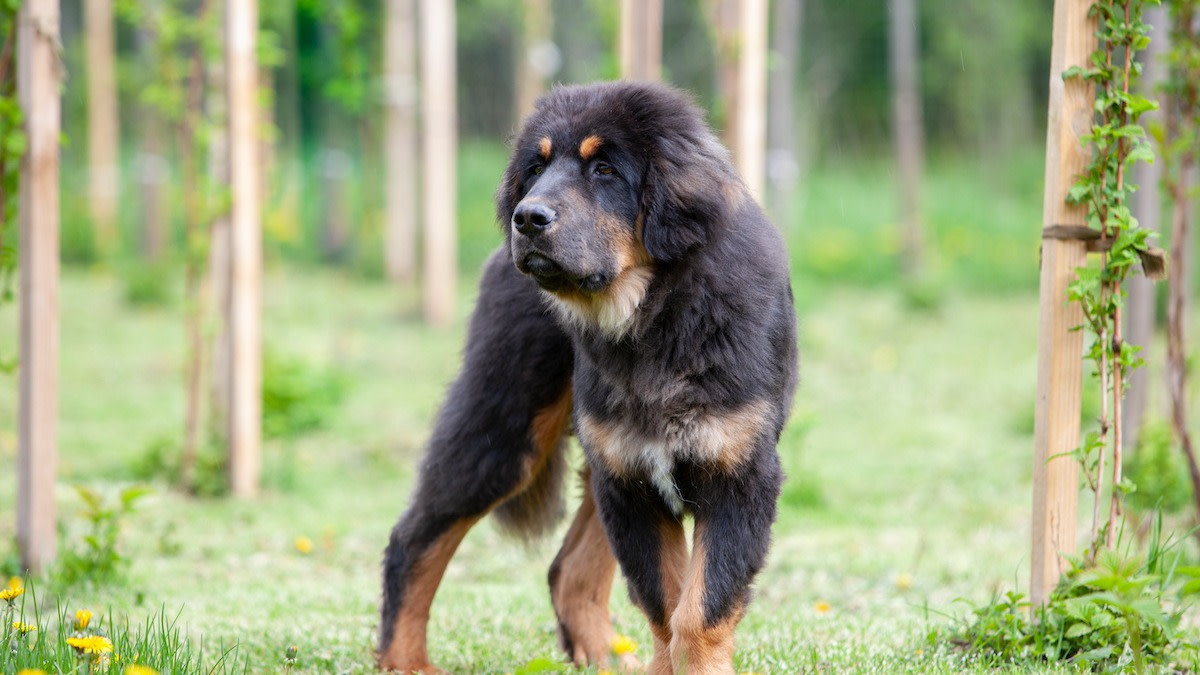 types of mastiffs: Tibetan mastiff puppy