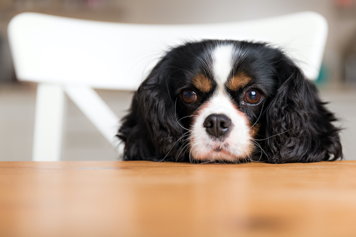 how much nutmeg is poisonous to dogs