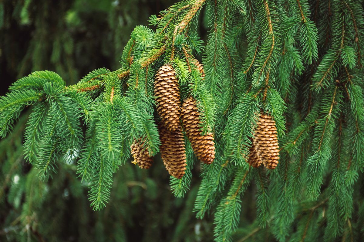 Guide to Conifers: 11 Types of Conifers Seen Across the US - 2022 ...